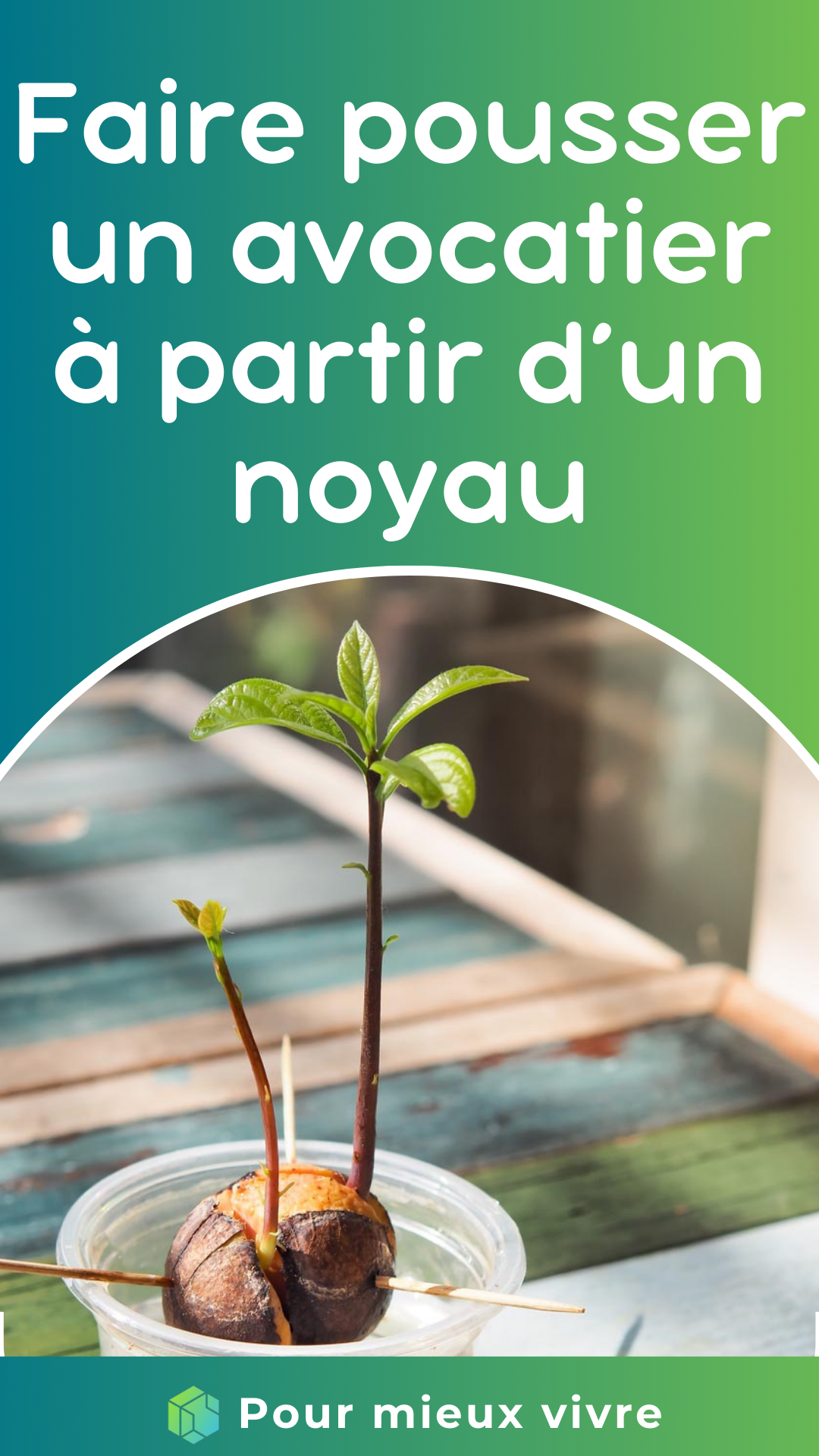 Faire pousser un avocatier à partir d’un noyau
