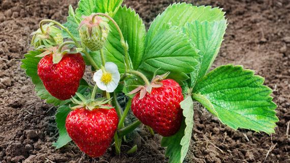 Planter des fraisiers