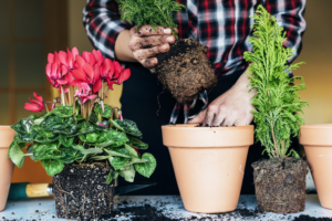 réussir le rempotage de vos plantes