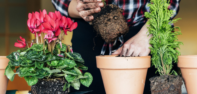 réussir le rempotage de vos plantes