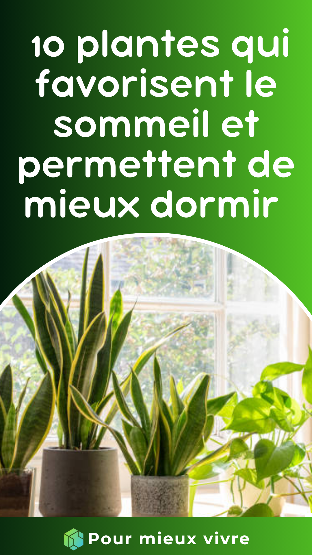  10 plantes qui favorisent le sommeil et permettent de mieux dormir