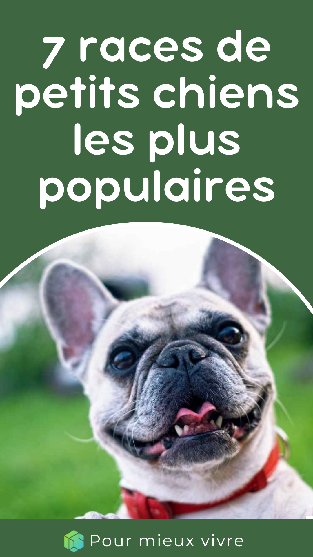 7 races de petits chiens les plus populaires