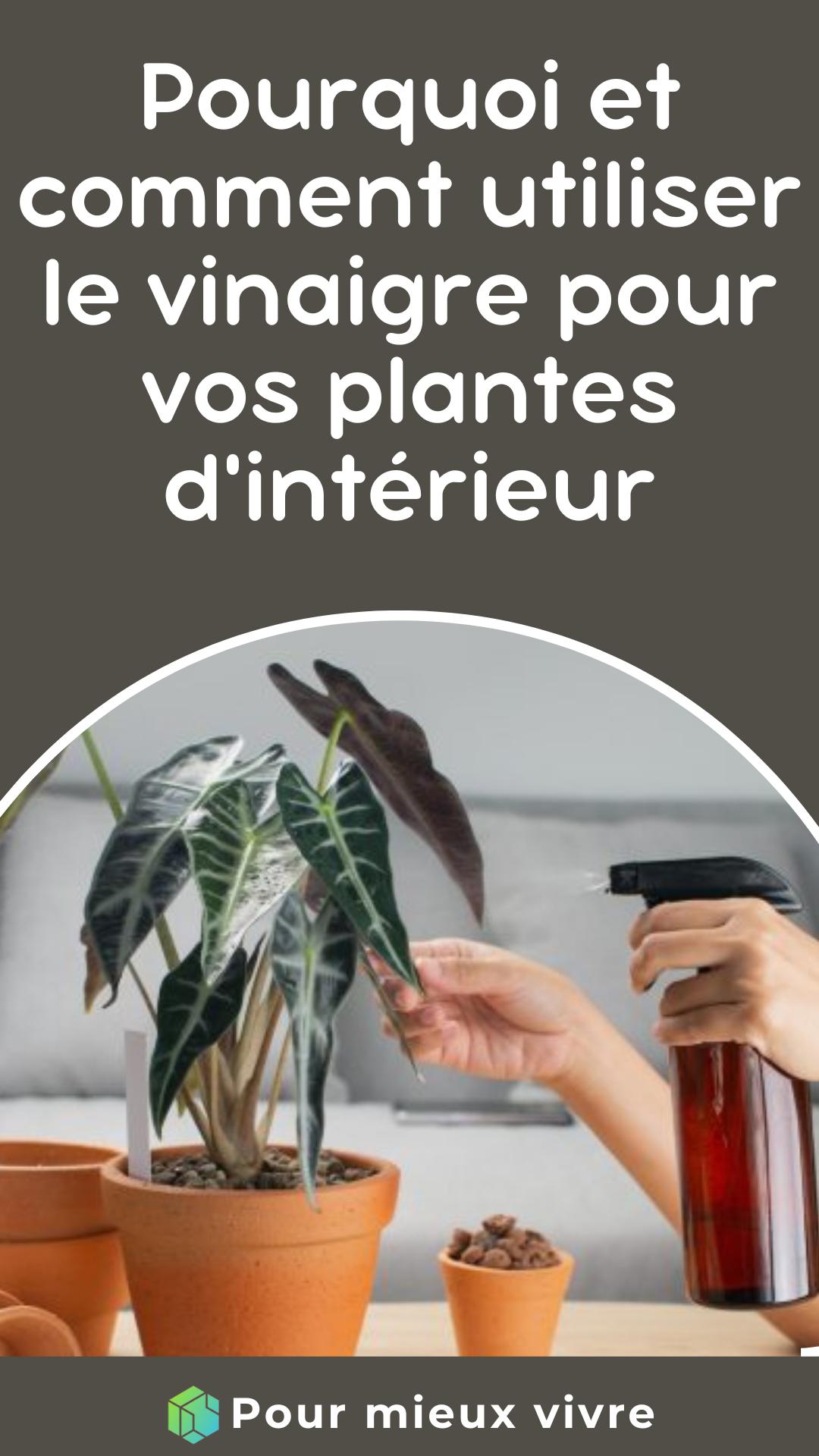 le vinaigre pour vos plantes d'intérieur